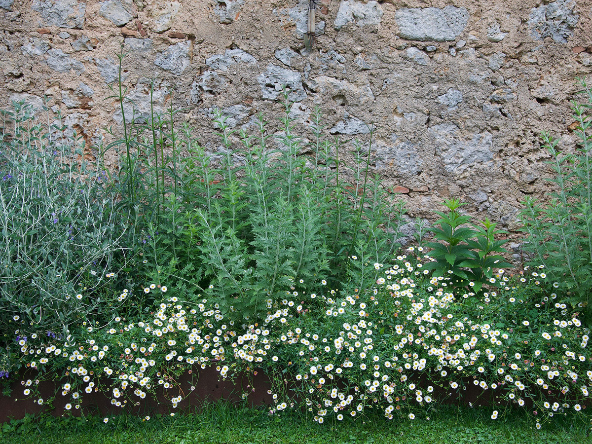 Garden planting composition with mixed species