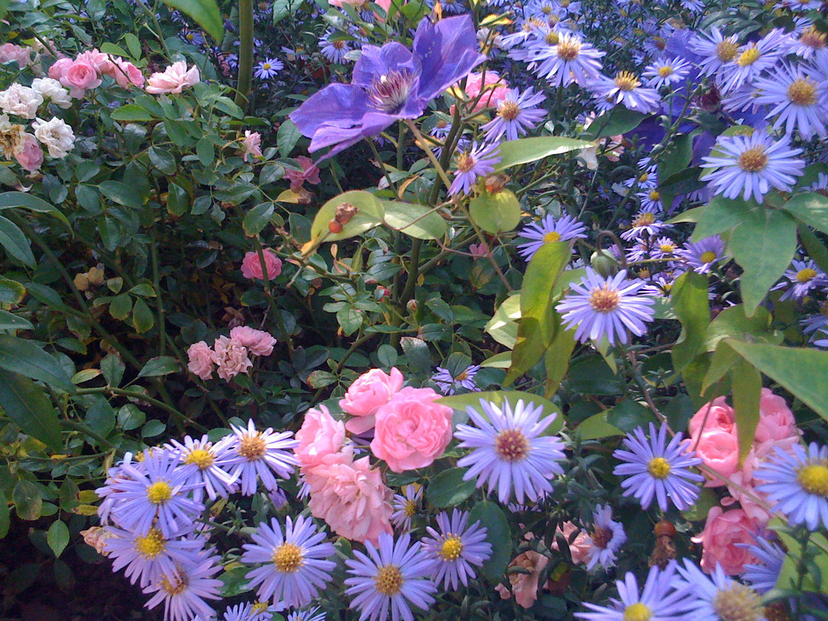 Flowering garden with asters and clematis
