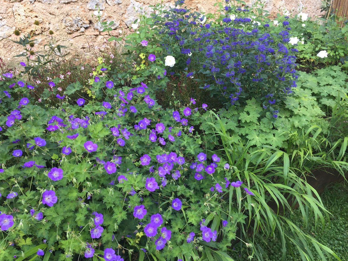 Rose garden with perennial borders