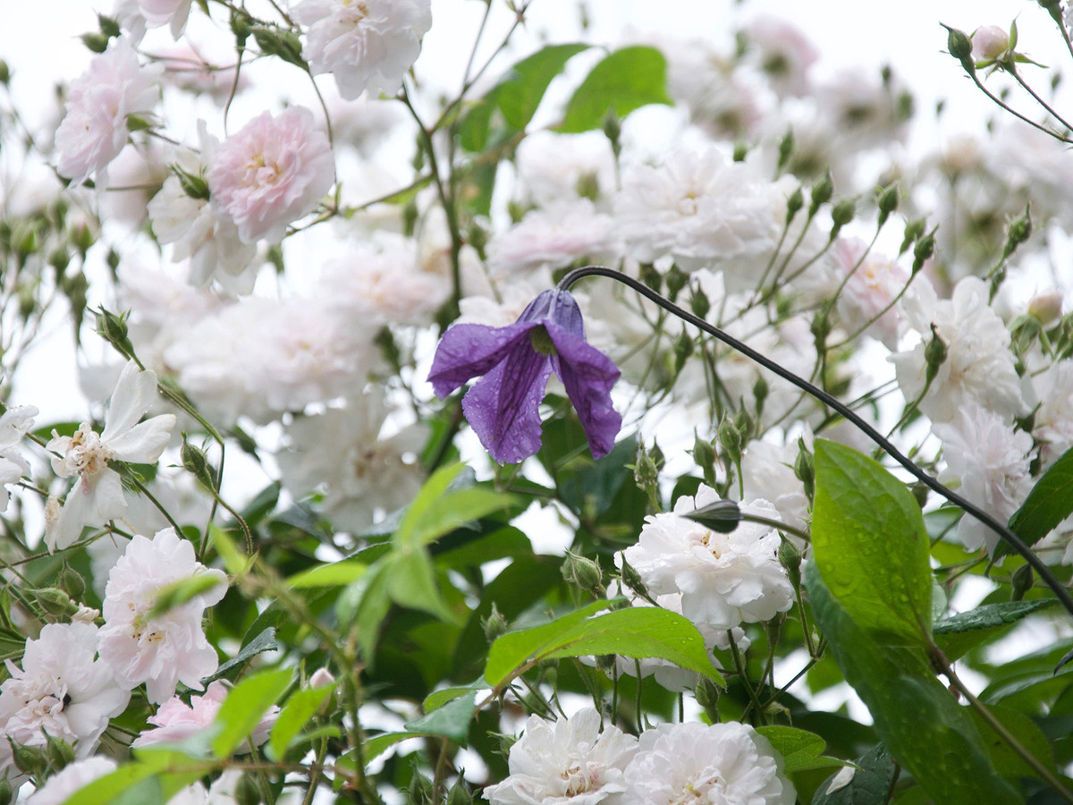 Garden detail with seasonal colour planting