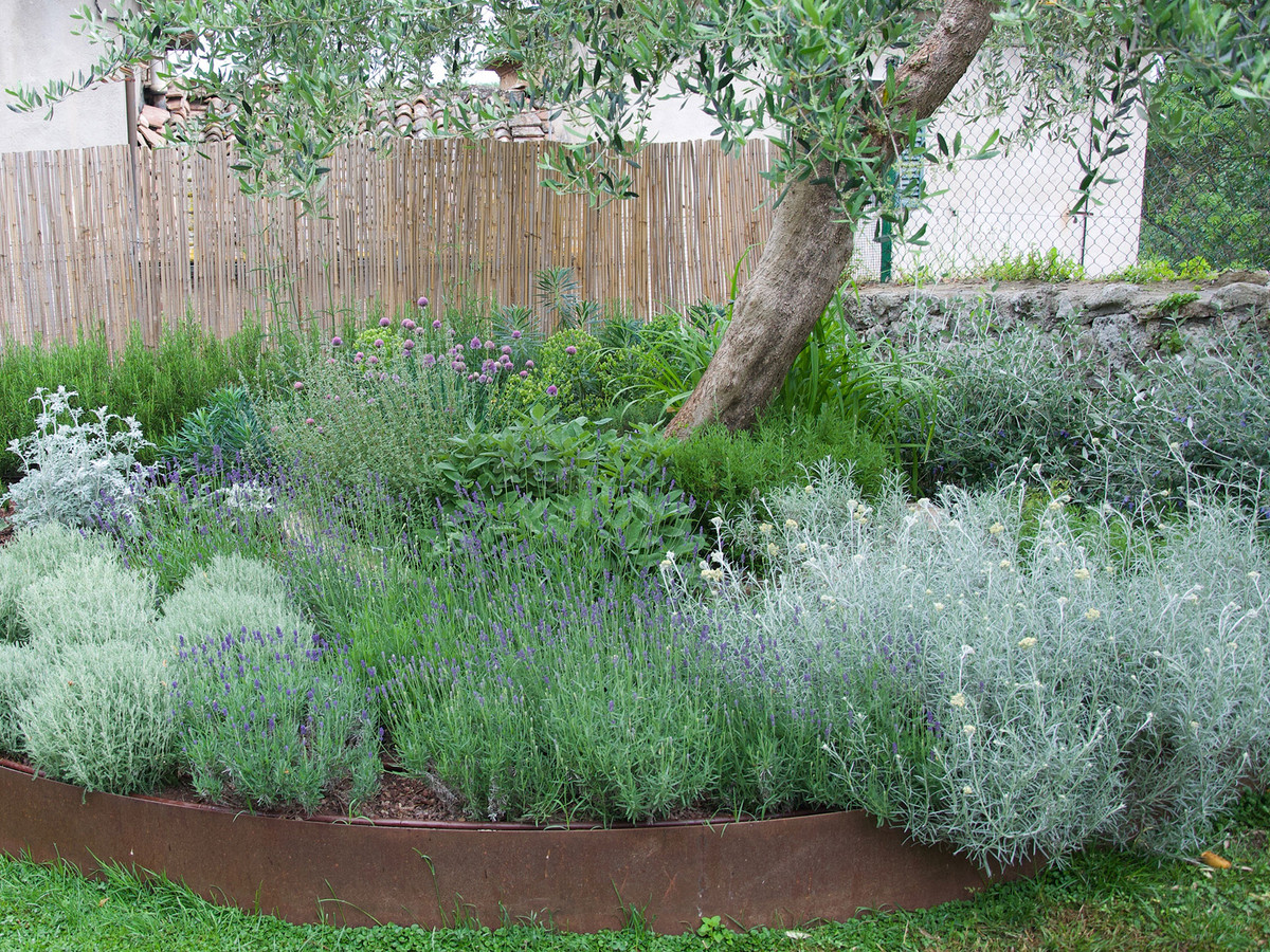 Cottage garden with white roses and daisies