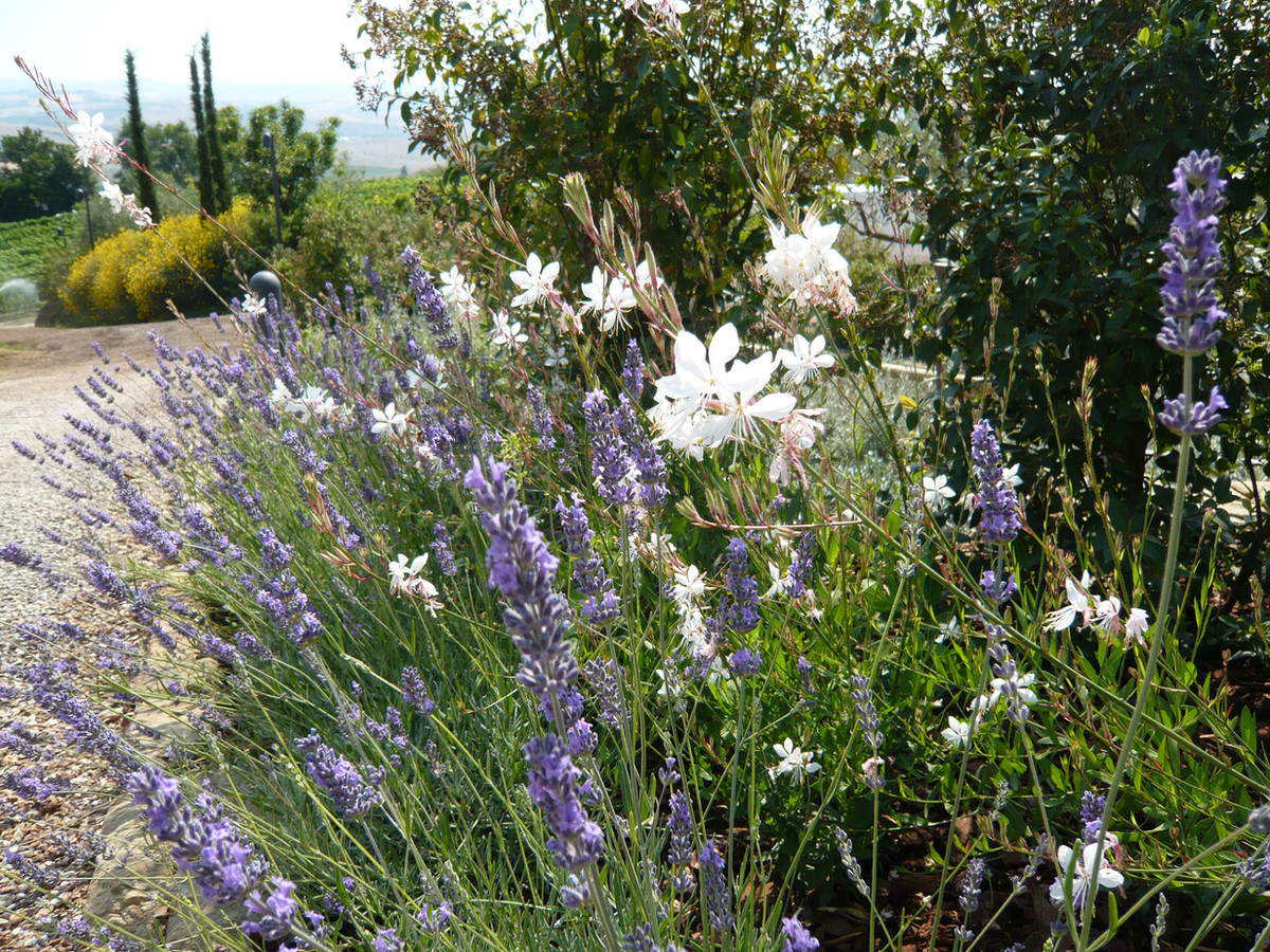 Mediterranean garden with mixed planting borders