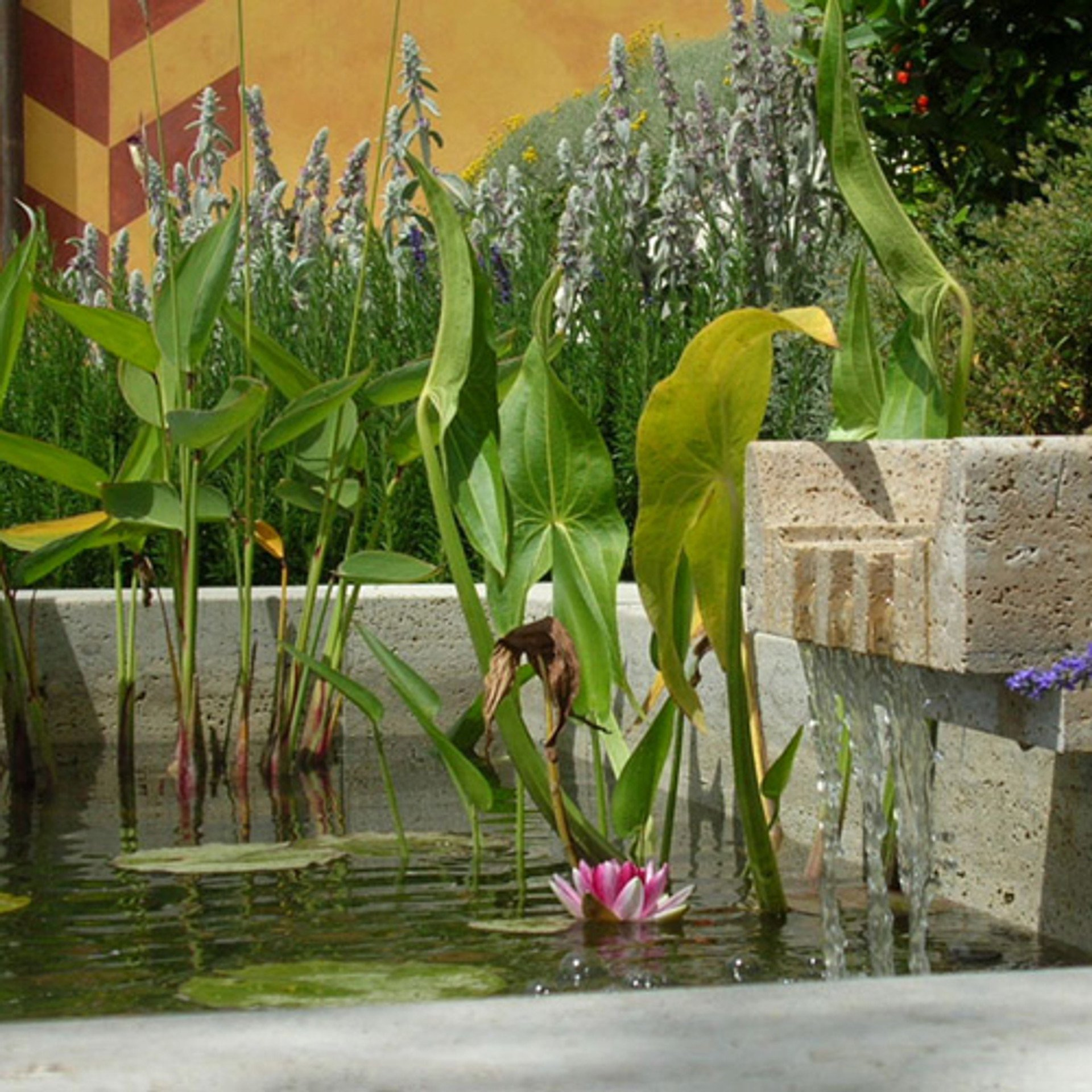 Garden water basin with water lily and ornamental grasses