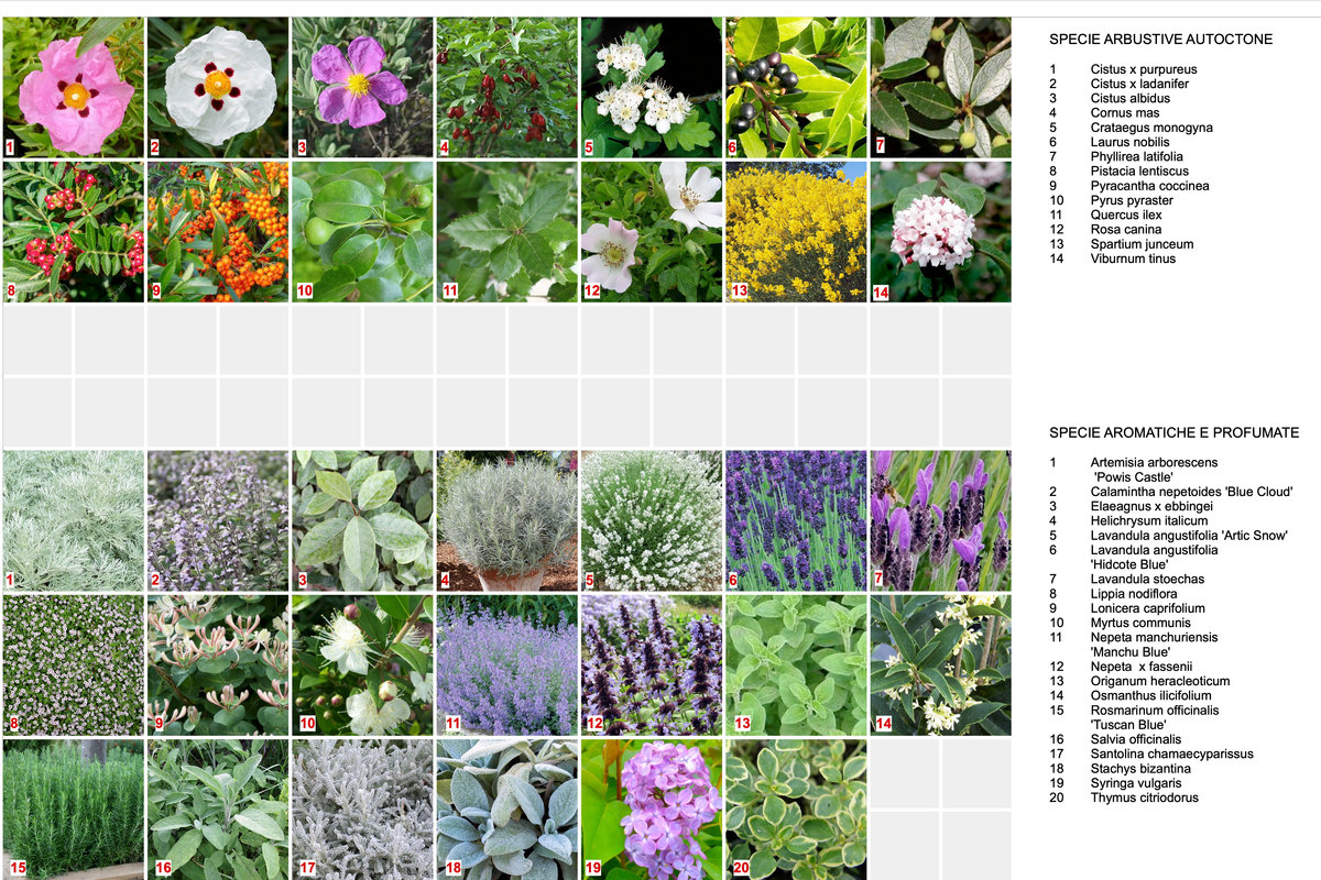 Plant species list 2